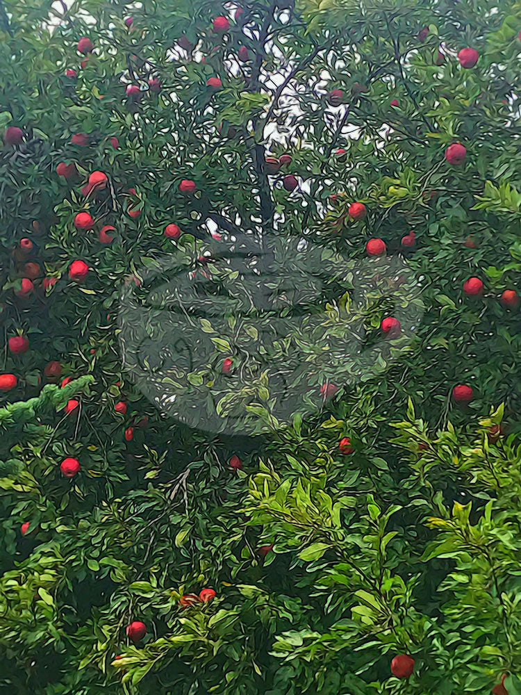 Digital product Apple Tree Close Up