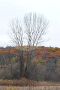 Digital Product Bare Trees Fall Color