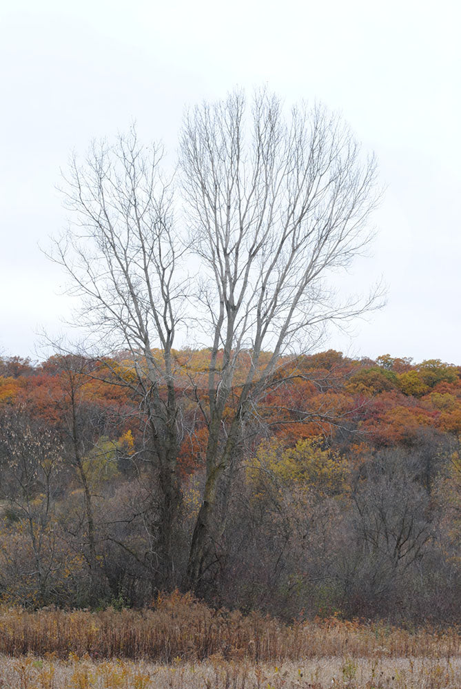 Digital Product Bare Trees Fall Color