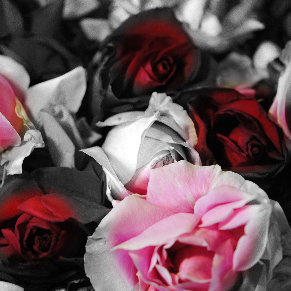 Digital Product Black and White Roses Fade To Pink and Red