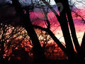 Digital product Fall Sunset Through The Trees