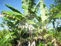 Digital product Hawai 2 Photograph