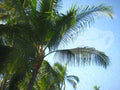 Digital product Hawaii No 6
