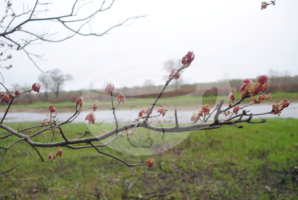 Digital product Illinois Landscape 1