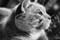 Digital product Marley Cat in BW