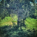 Digital Product Apple Tree