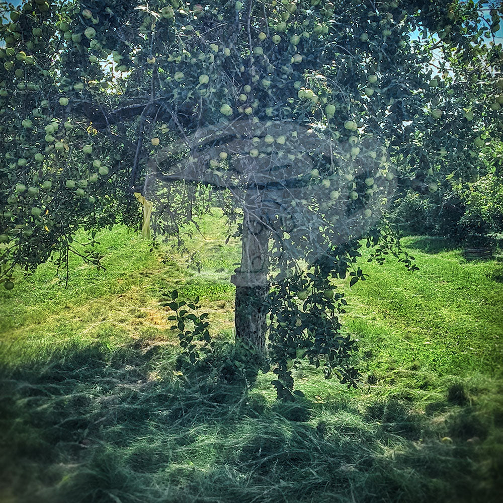 Digital Product Apple Tree